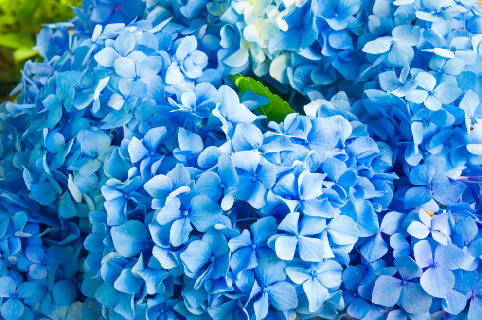 Blooming Blue Hydrangea Blossoms